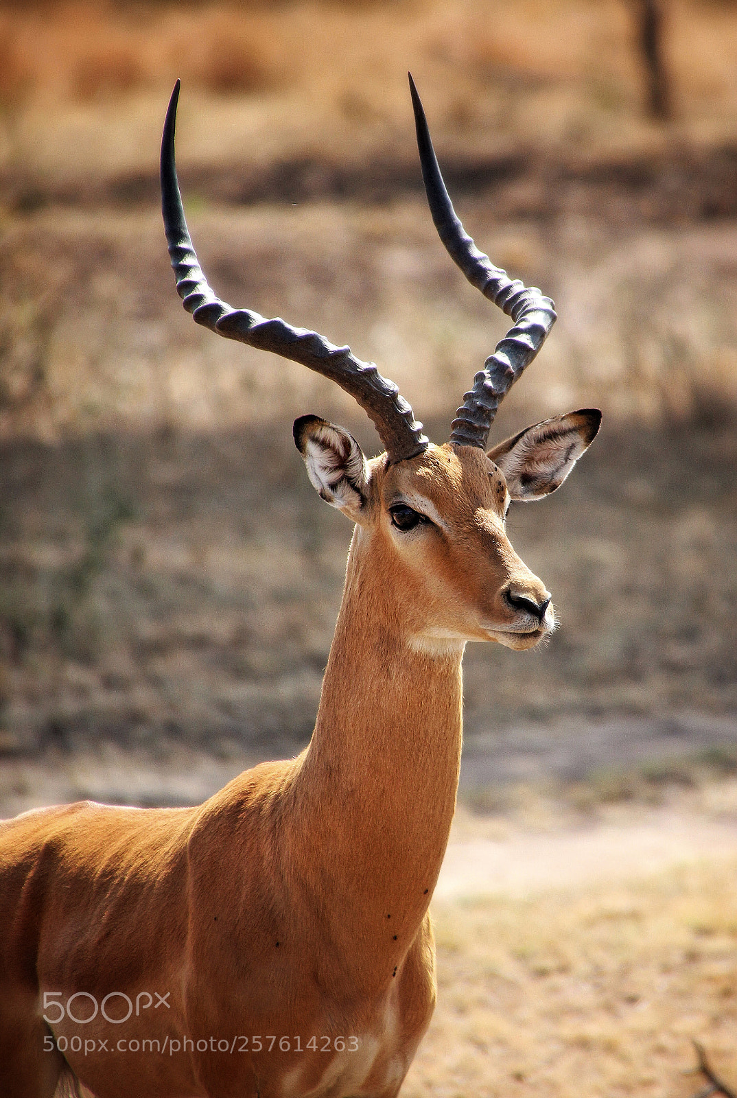 Canon EOS 600D (Rebel EOS T3i / EOS Kiss X5) sample photo. Impala en tarangire photography