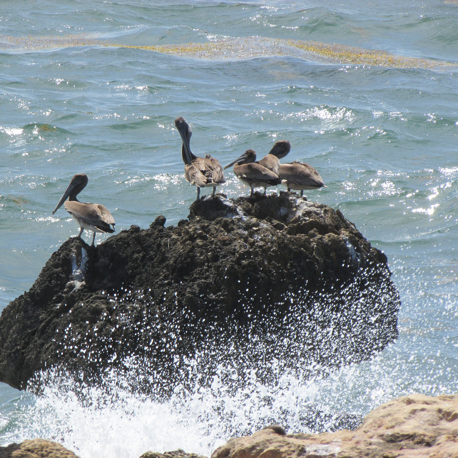 Canon PowerShot SX500 IS sample photo. Pelicano beach photography