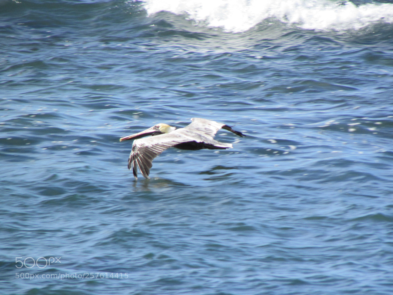 Canon PowerShot SX500 IS sample photo. Pelicano beach photography