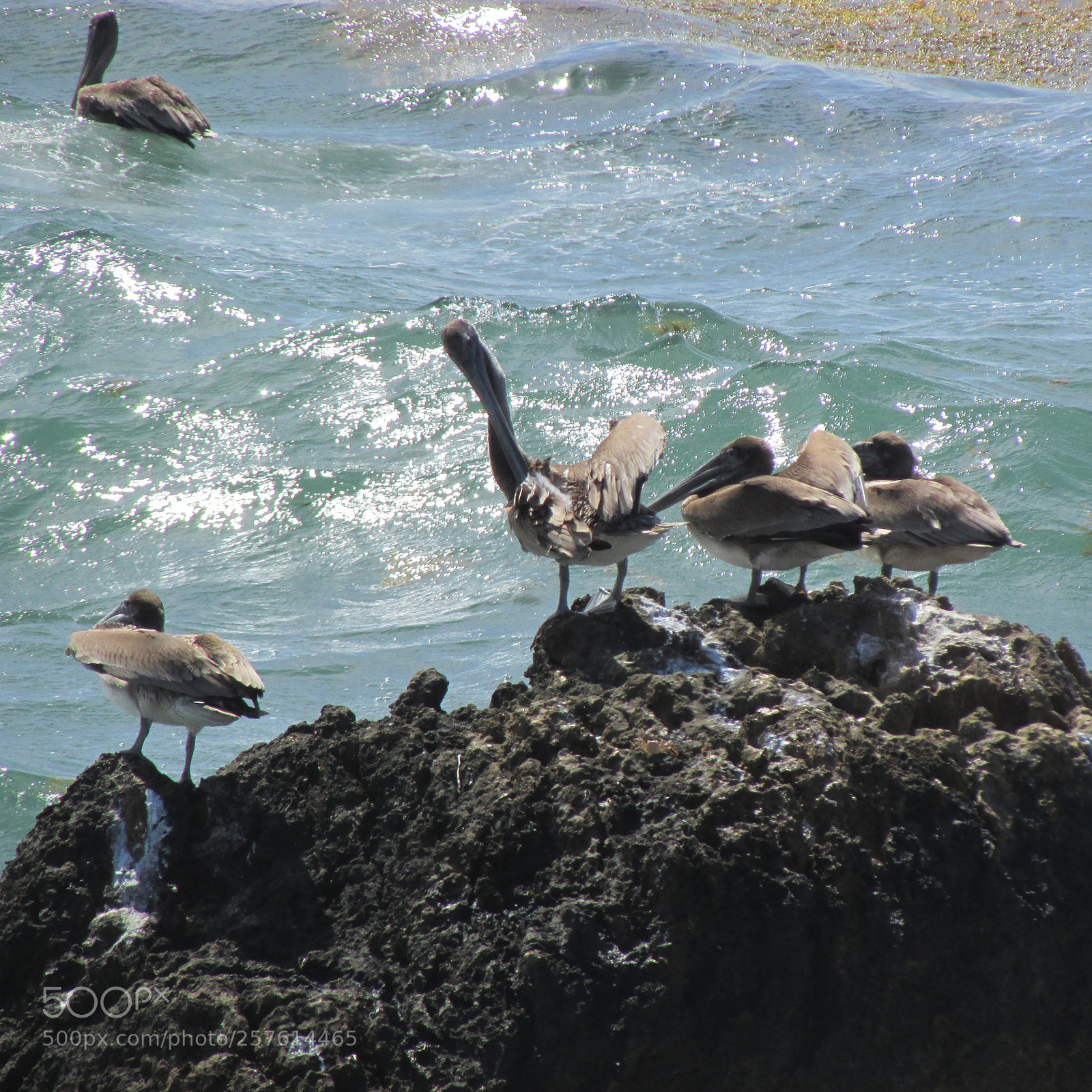 Canon PowerShot SX500 IS sample photo. Pelicano beach photography