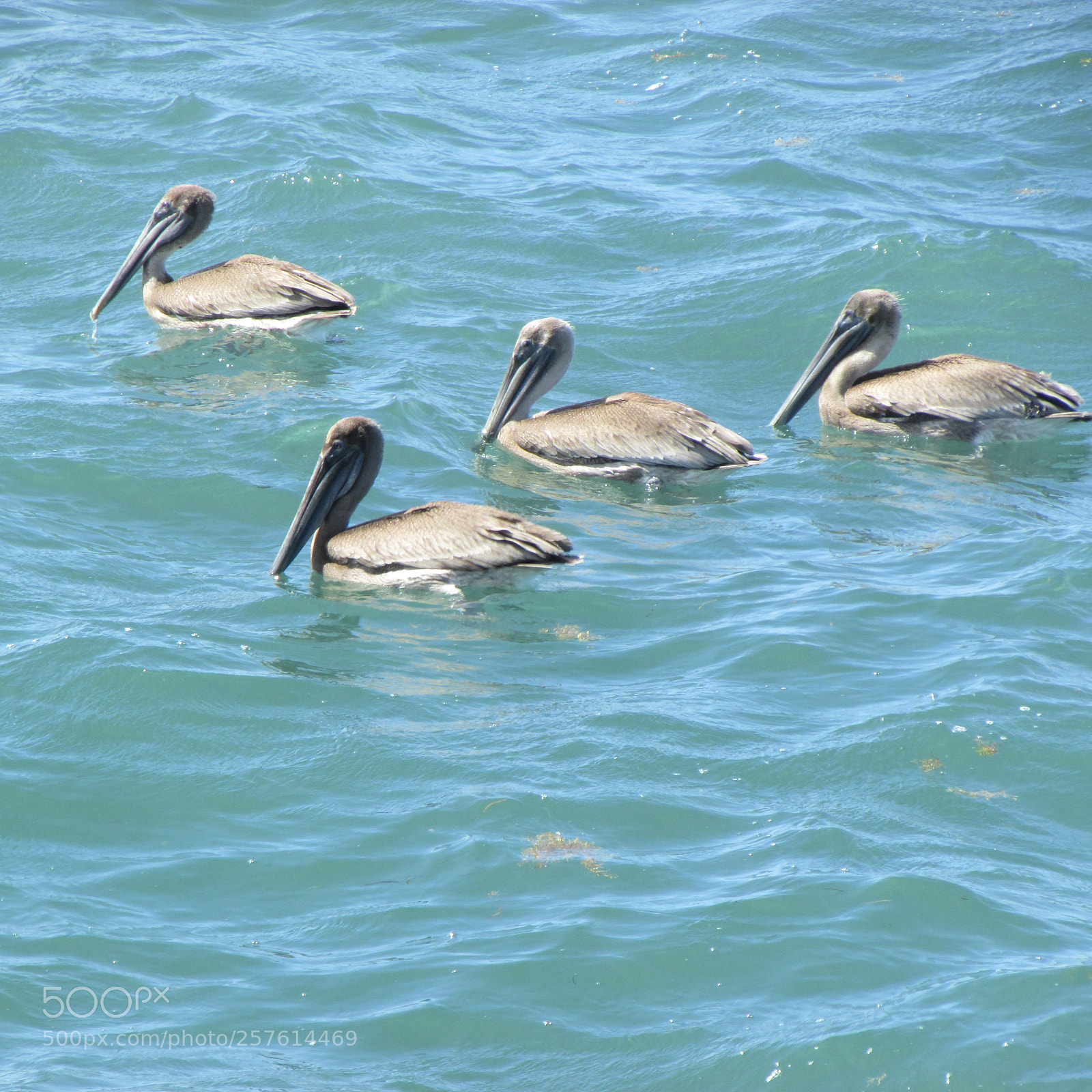 Canon PowerShot SX500 IS sample photo. Pelicano beach photography