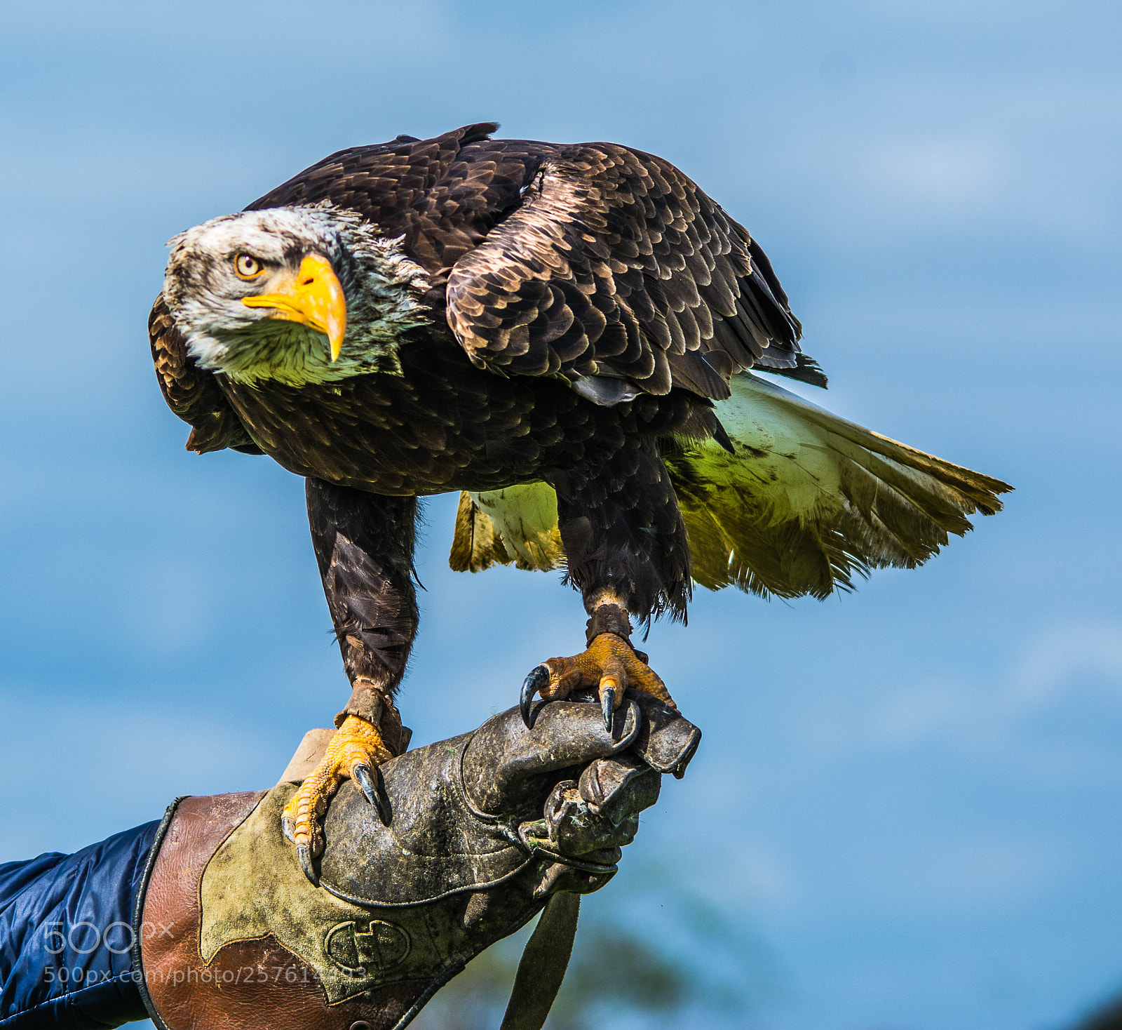Nikon D7100 sample photo. Amarican bald eagle photography