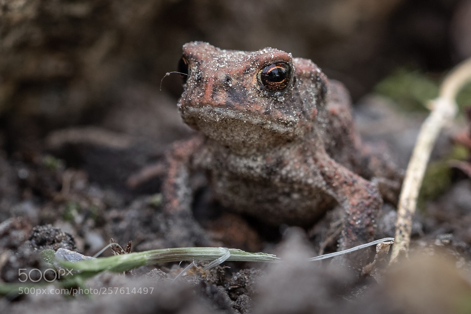 Canon EOS 7D Mark II sample photo. Frog photography