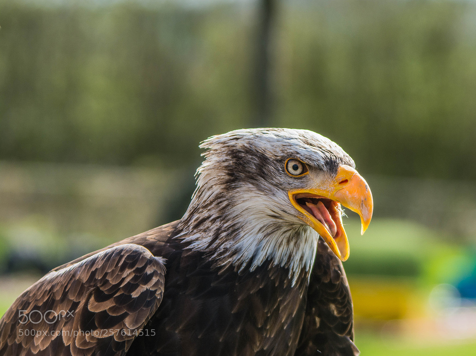 Nikon D7100 sample photo. Amarican bald eagle photography