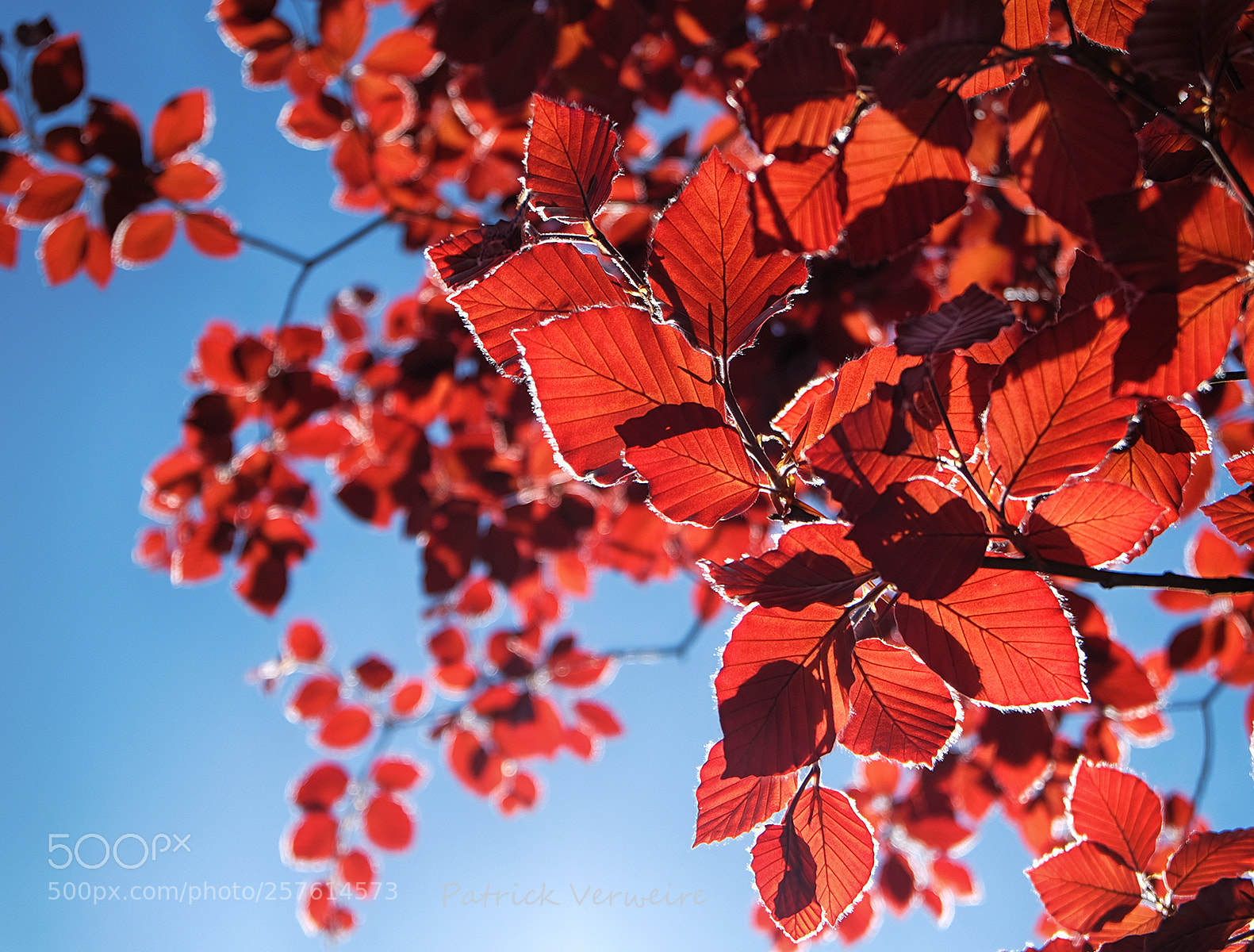 Fujifilm X-T10 sample photo. Spring-contrasts photography