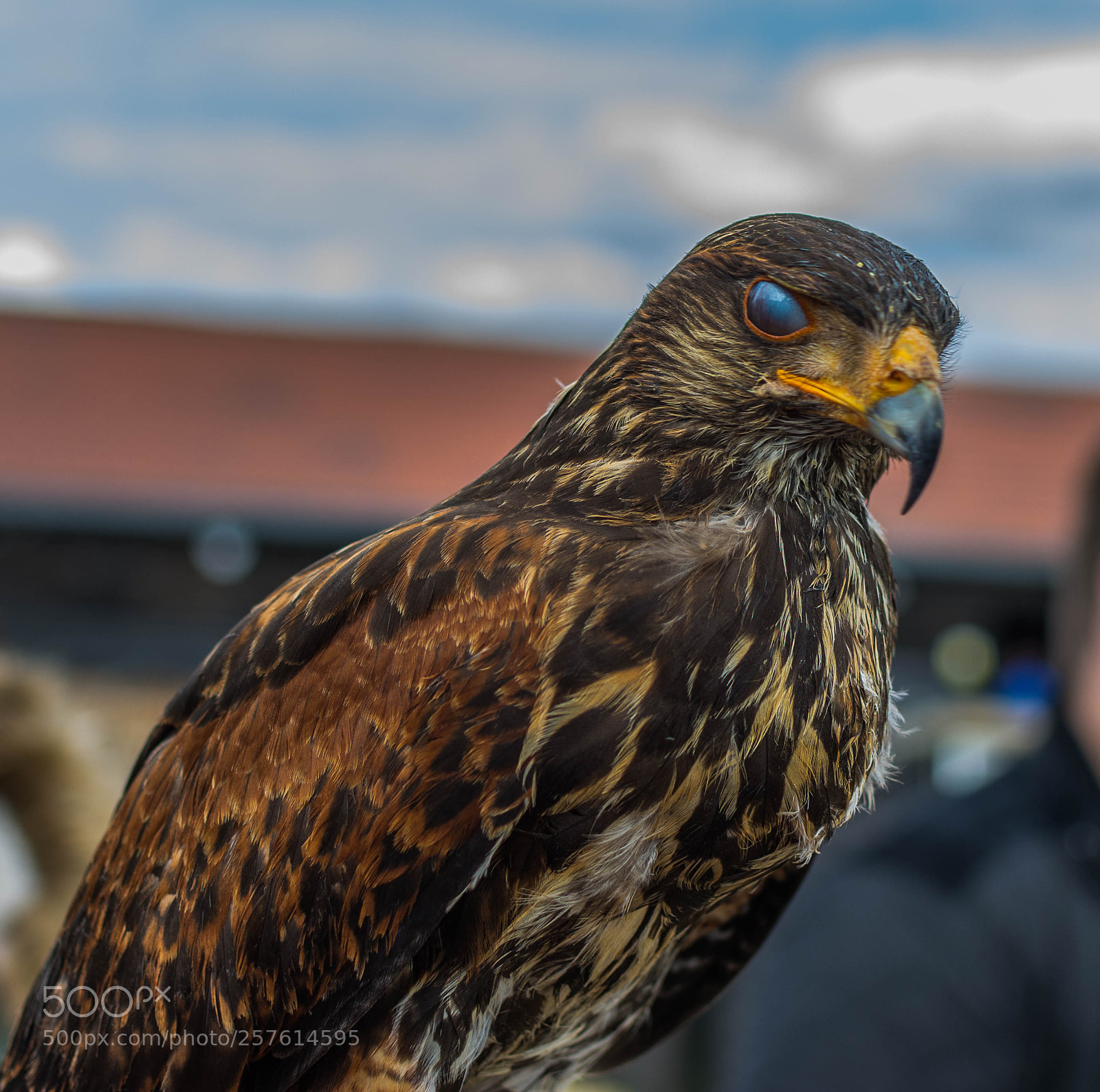 Nikon D7100 sample photo. Hawk photography