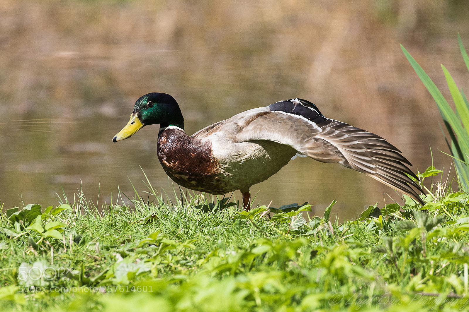 Canon EOS 7D Mark II sample photo. Ballet duck photography