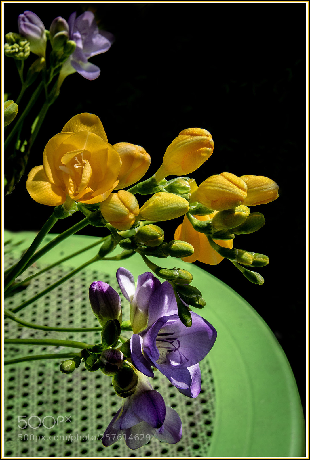 Canon EOS 7D Mark II sample photo. Freesia photography