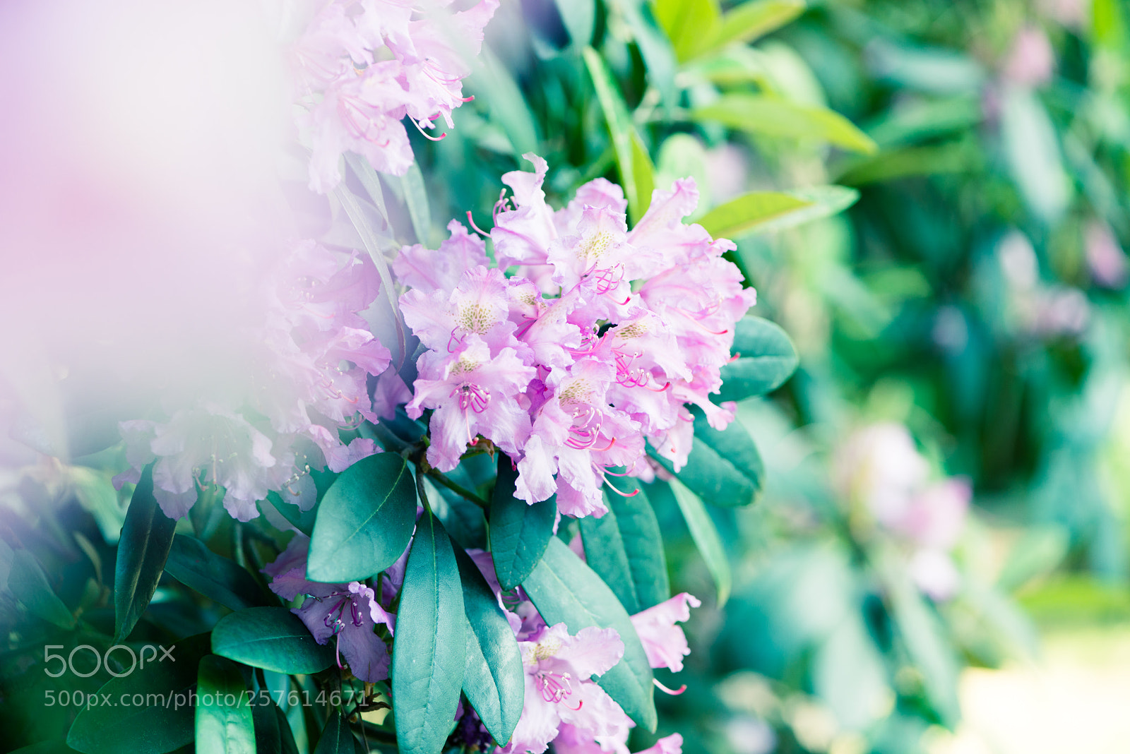 Nikon D800E sample photo. Rodendrone bush photography