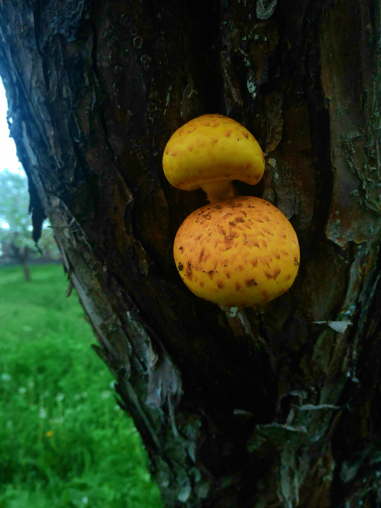 ASUS Z002 sample photo. Hopefully edible) apple-tree mushrooms photography