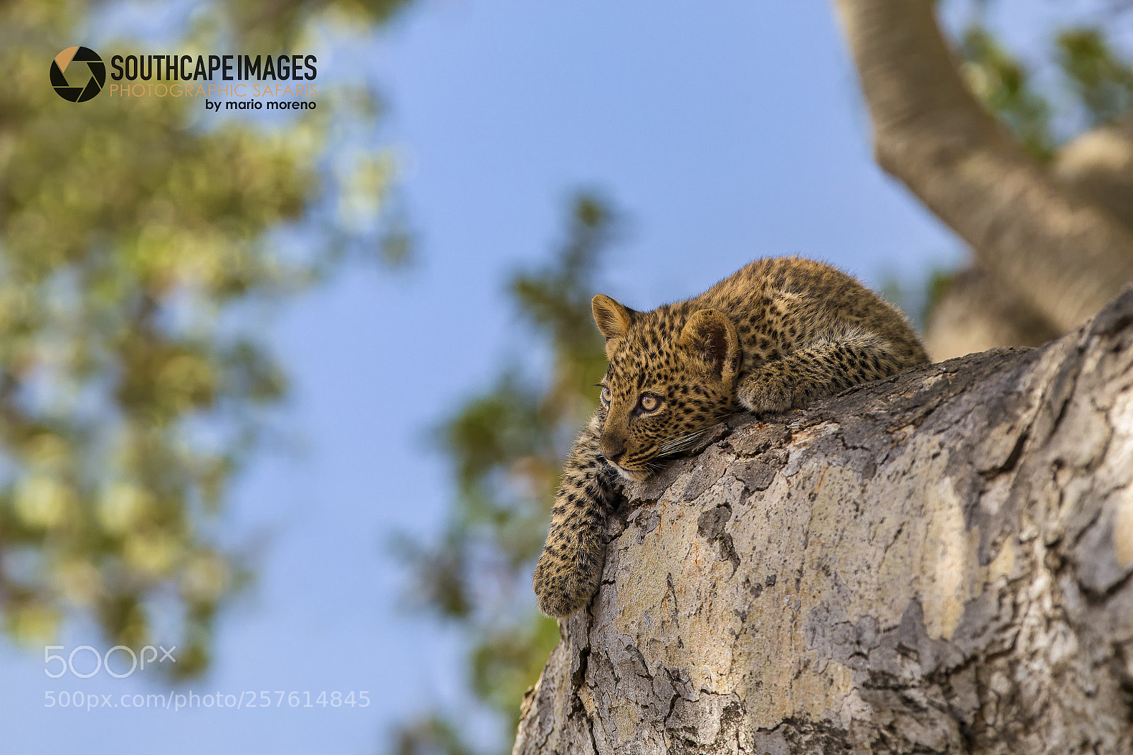 Canon EOS-1D X sample photo. Leopard cub in a photography