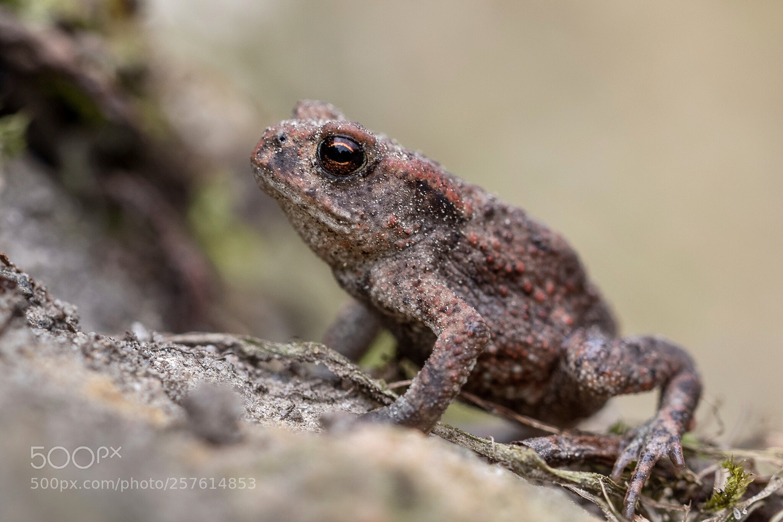 Canon EOS 7D Mark II sample photo. Frog photography
