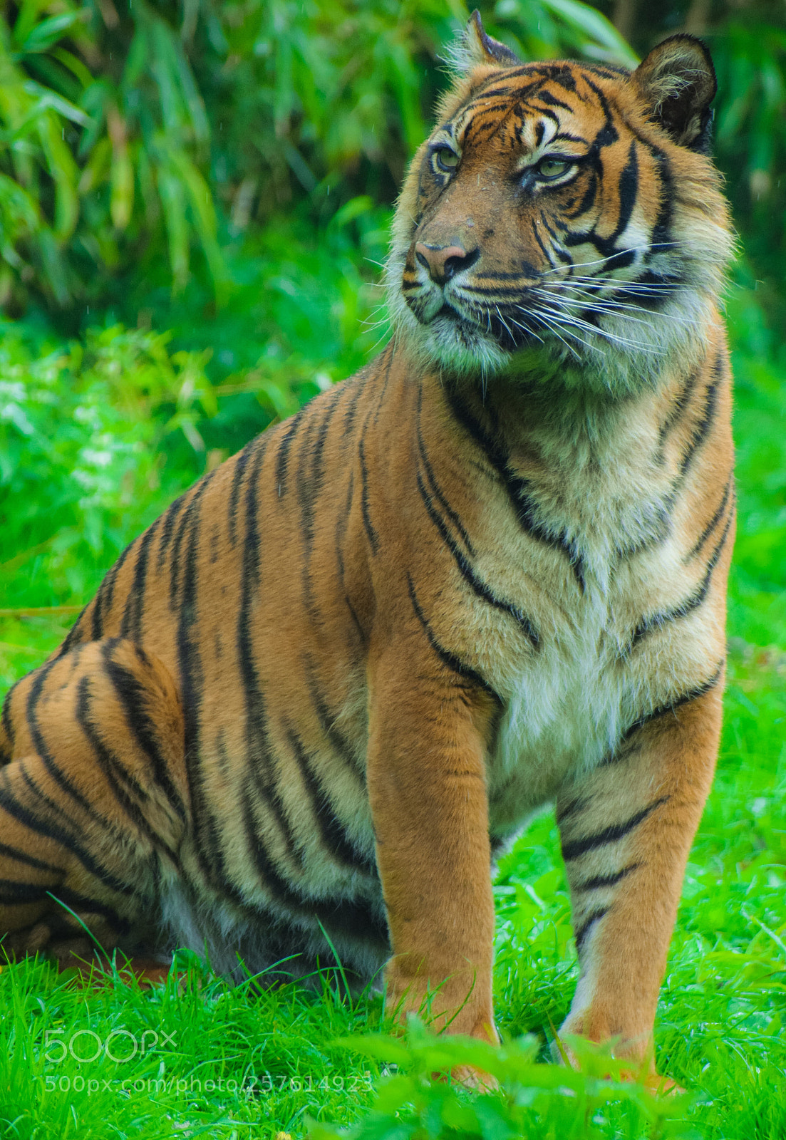 Nikon D3300 sample photo. Tiger photography