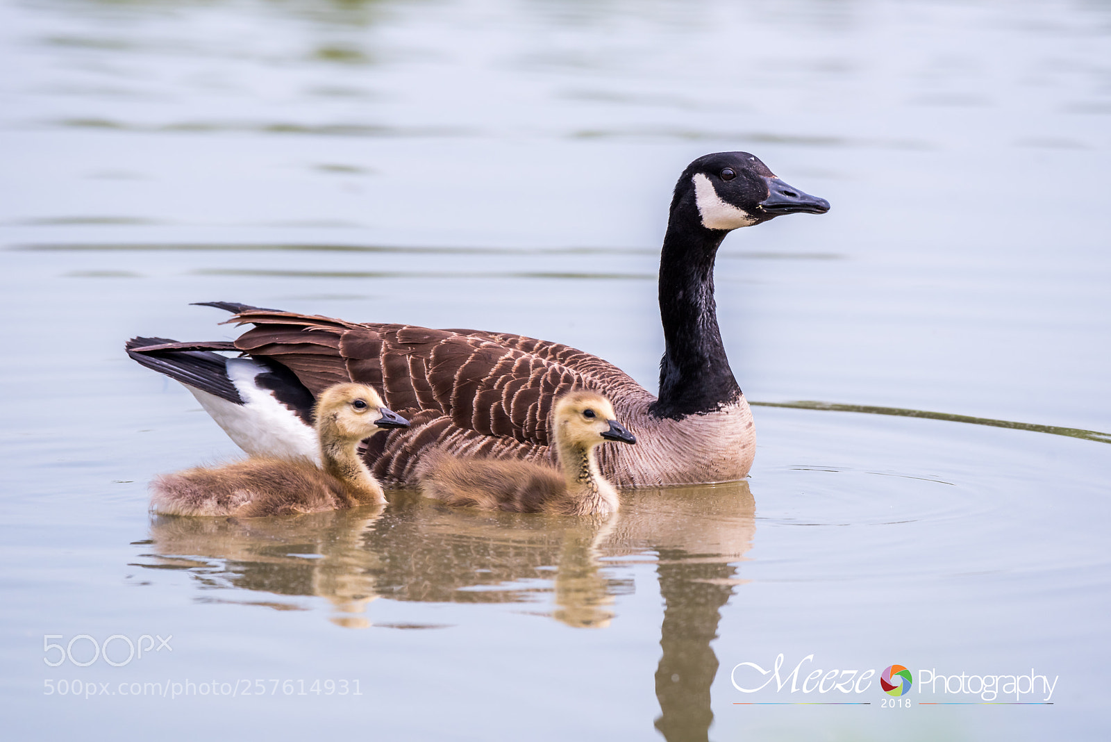 Nikon D750 sample photo. Geese family photography