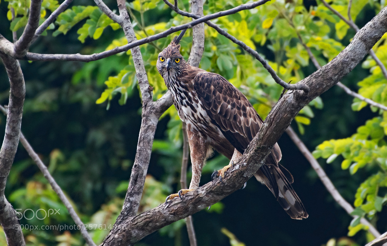 Nikon D500 sample photo. Crested serpent eagle photography
