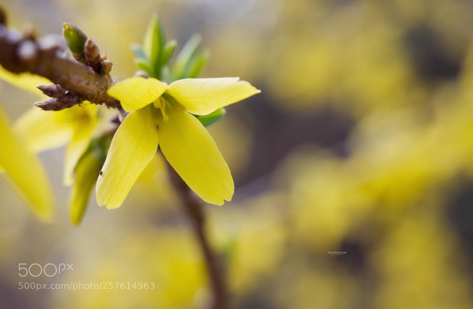 Panasonic Lumix DMC-G7 sample photo. Spring whispers photography