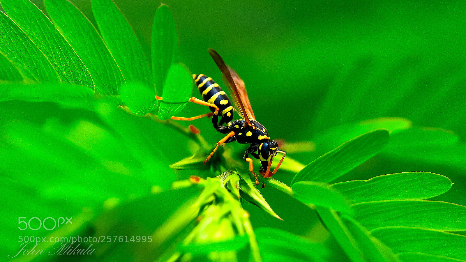Canon EOS 5D sample photo. The search . yellow photography