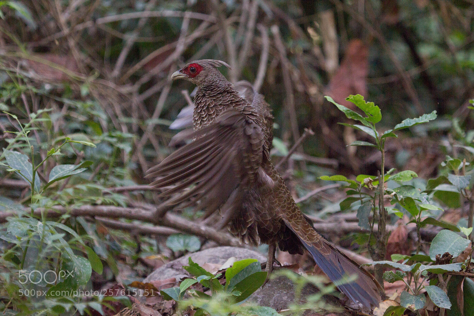 Canon EOS 550D (EOS Rebel T2i / EOS Kiss X4) sample photo. Wild hen photography