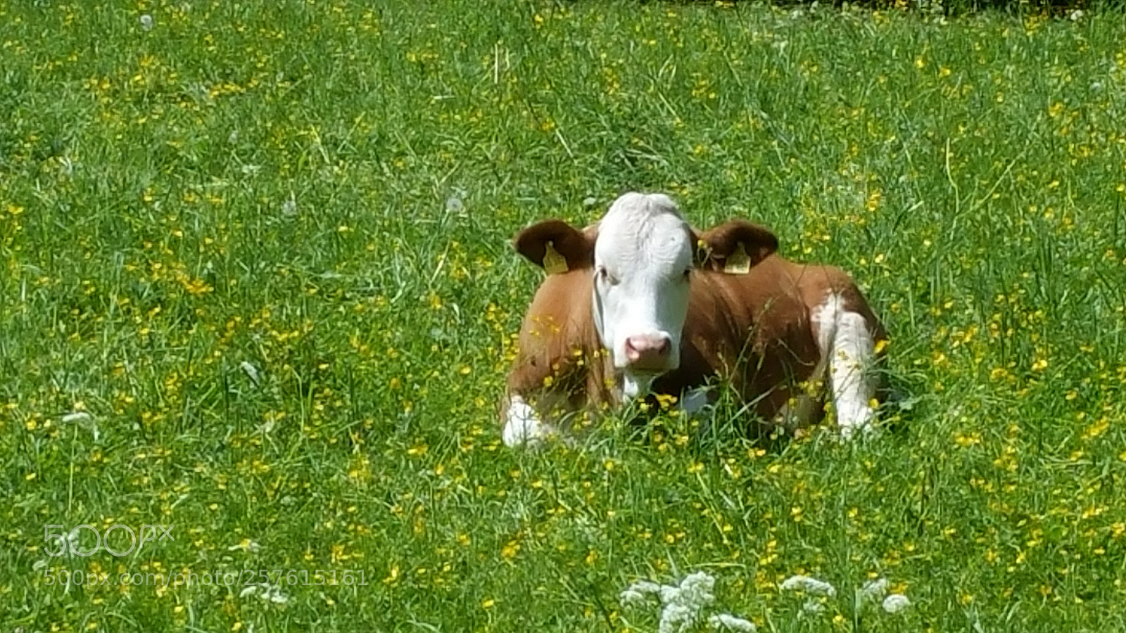 Samsung Galaxy Note4 sample photo. Alpcow photography