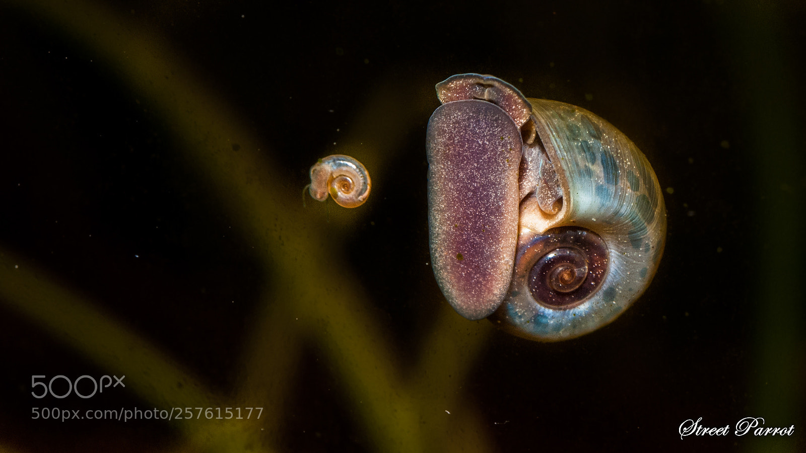 Nikon D200 sample photo. Big snail - small photography