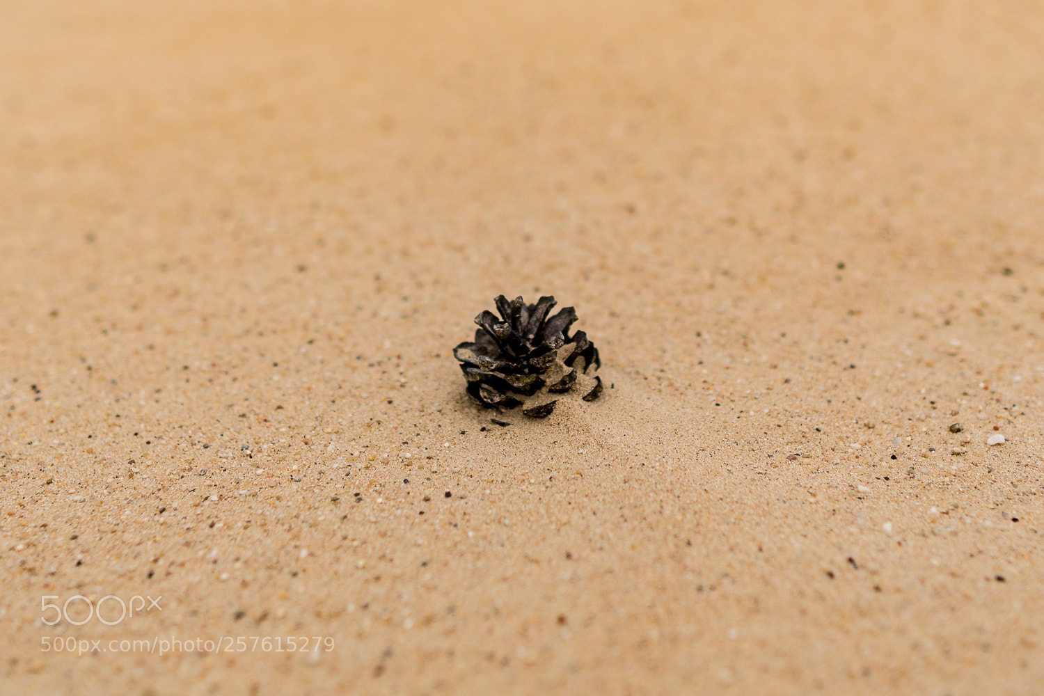 Sony a6500 sample photo. Sand and the pine photography