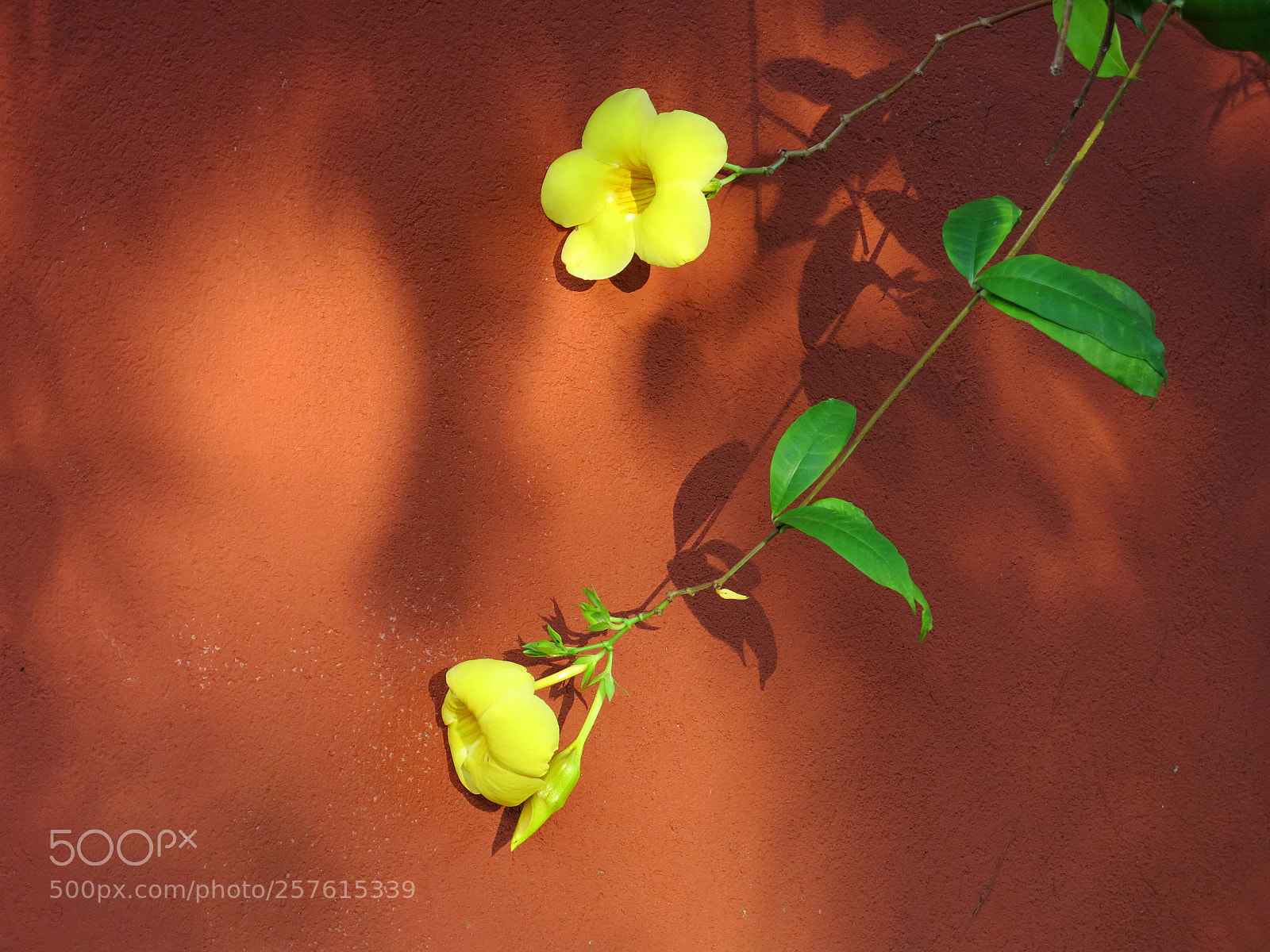 Canon PowerShot G15 sample photo. Img 0898-0.jpg yellow flowers photography