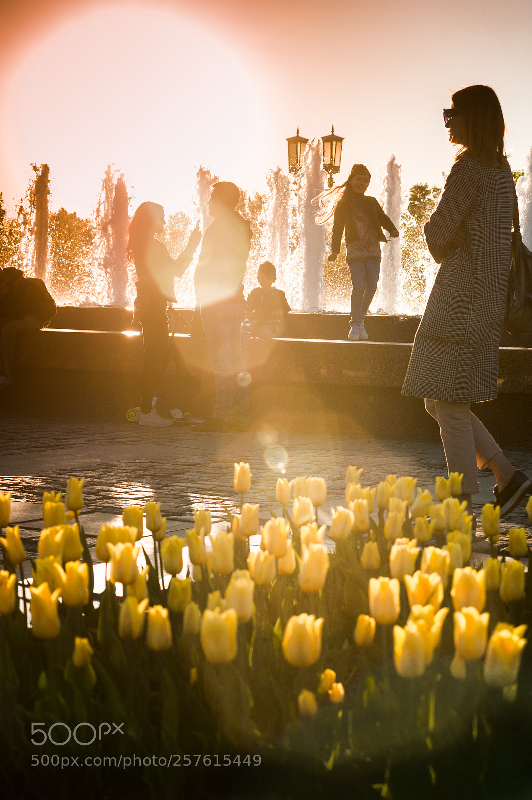 Nikon D700 sample photo. Тюльпаны photography