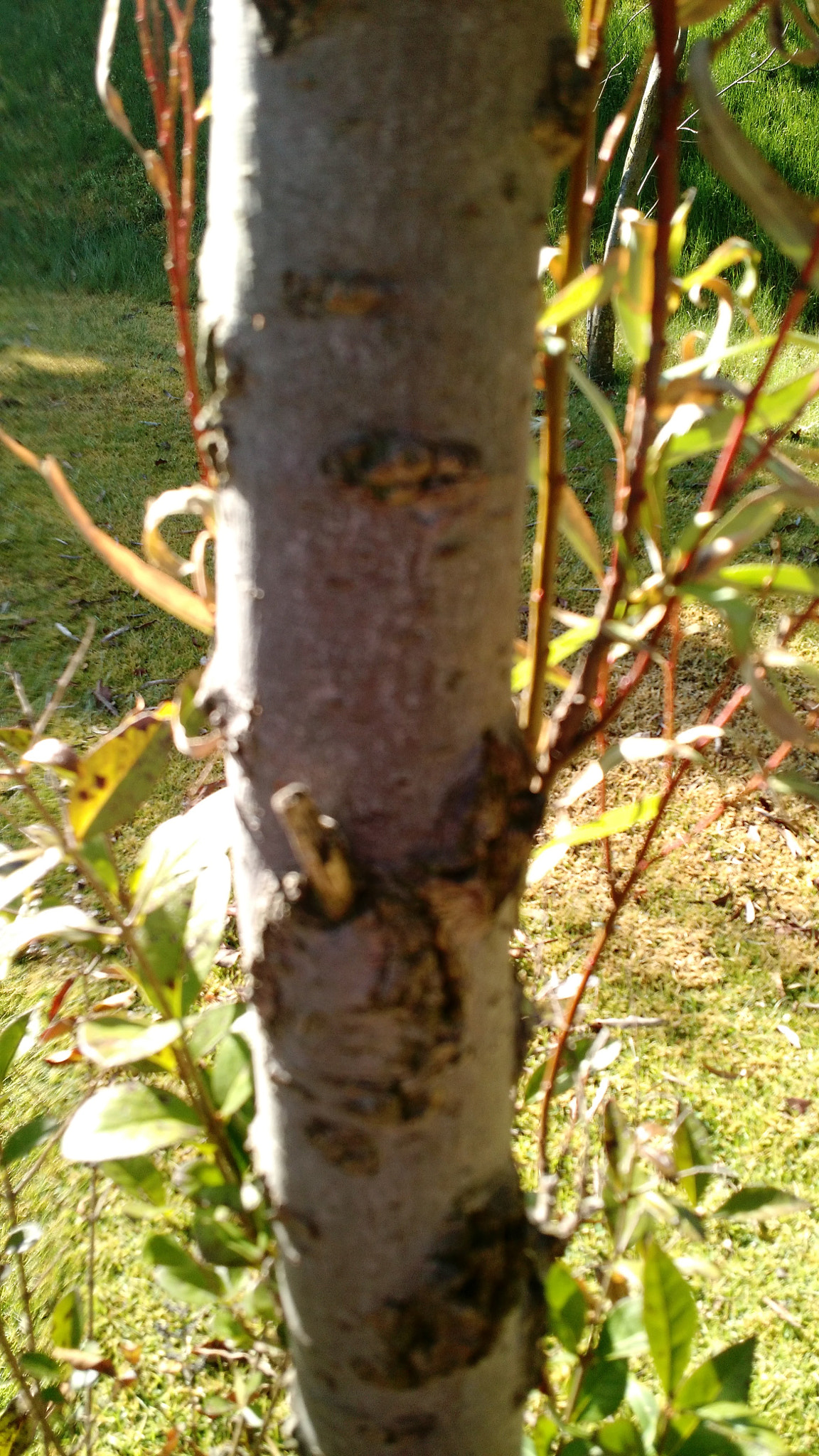 Motorola Moto X (2nd Gen) sample photo. 🌲 photography