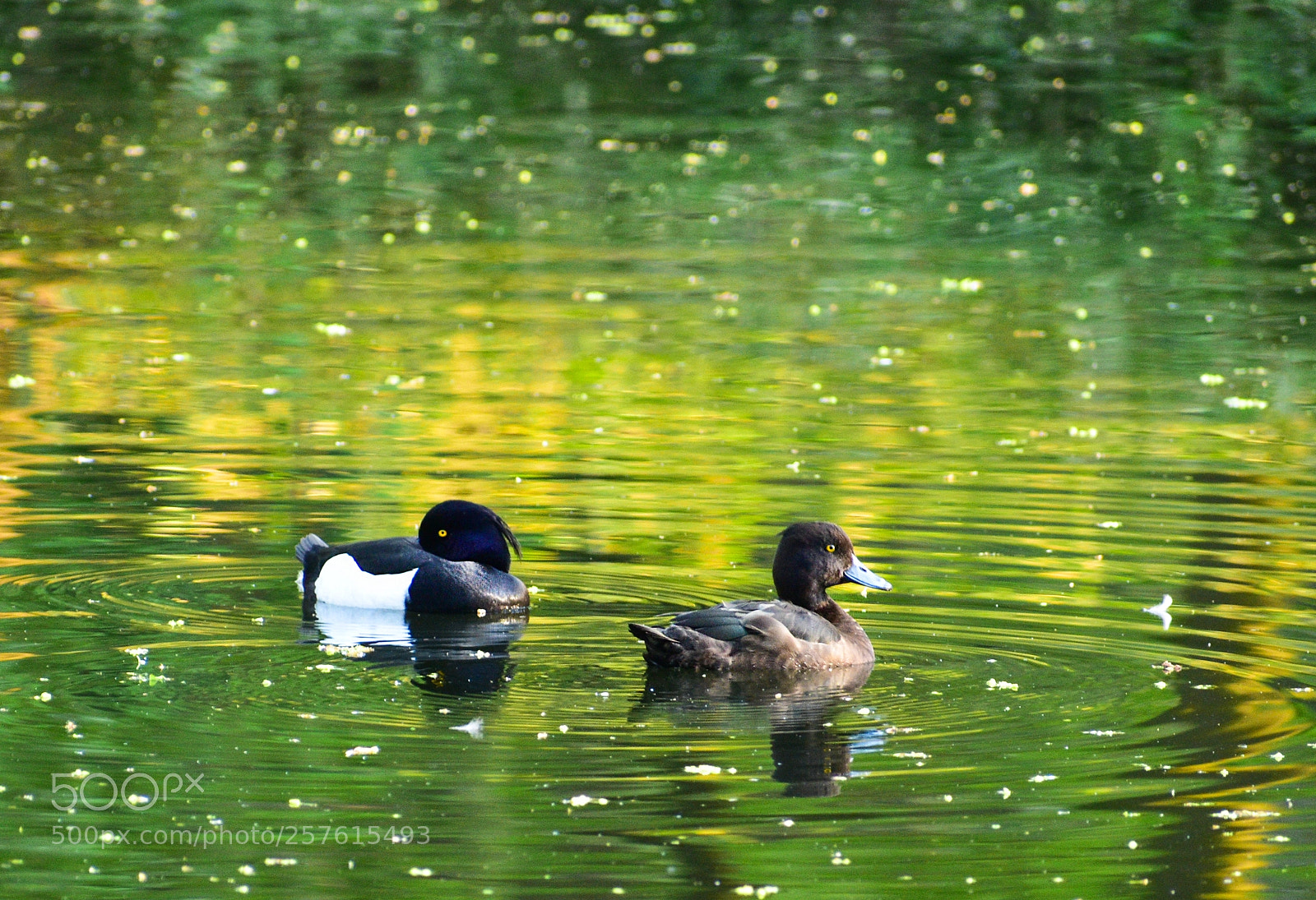Nikon D5600 sample photo. The pair photography
