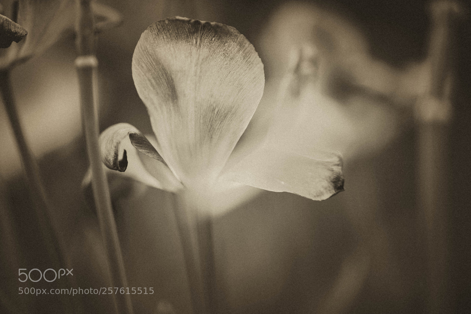 Sony a7R II sample photo. Dsc photography