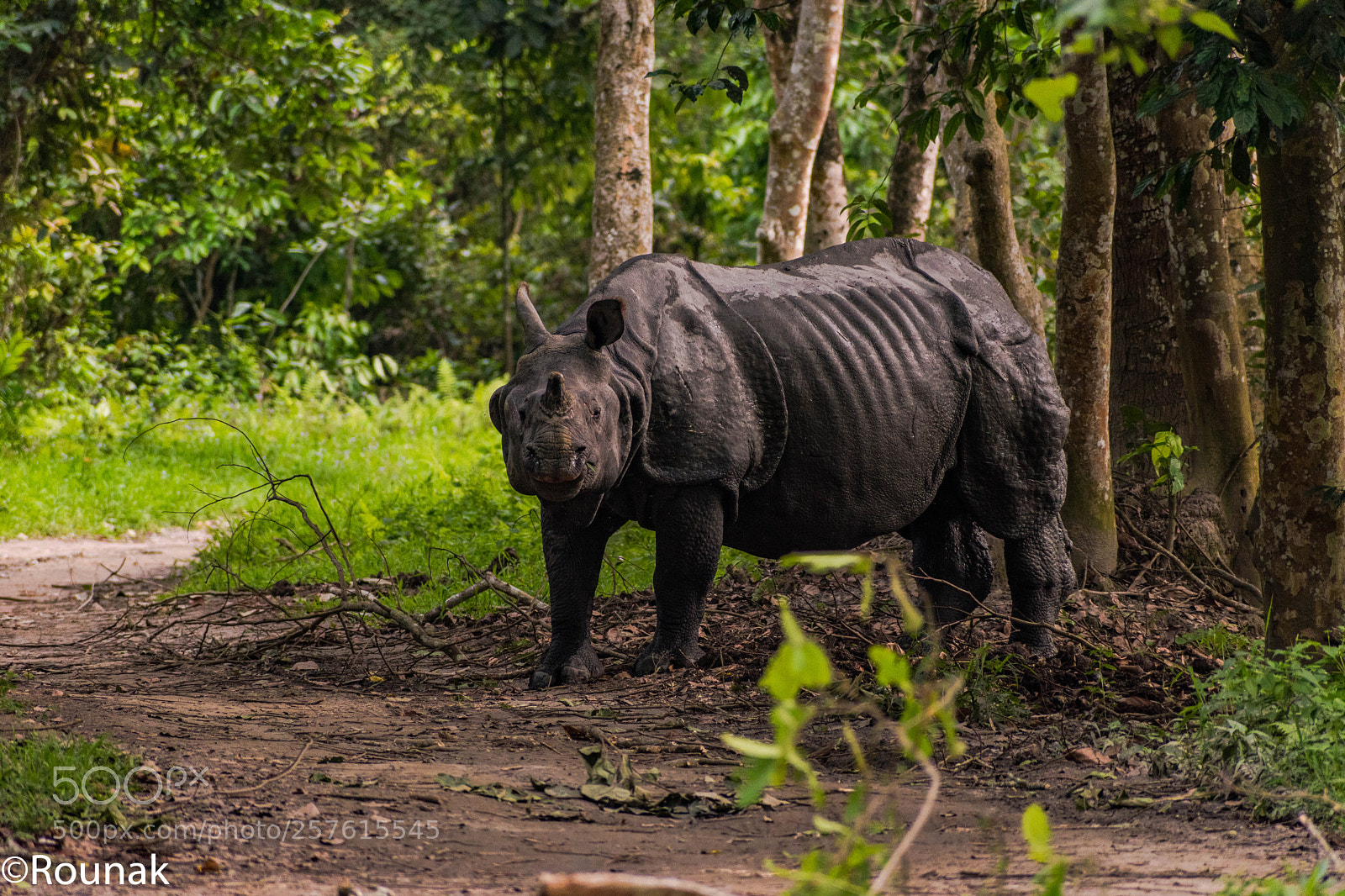 Nikon D5600 sample photo. The warrior of the photography