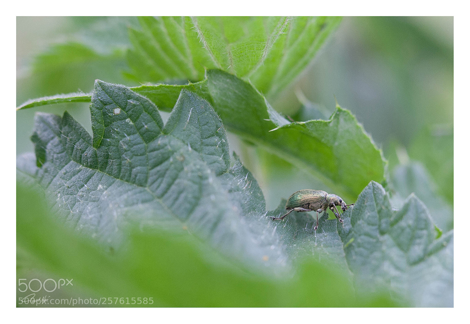 Canon EOS-1D Mark II N sample photo. Walking on the green photography