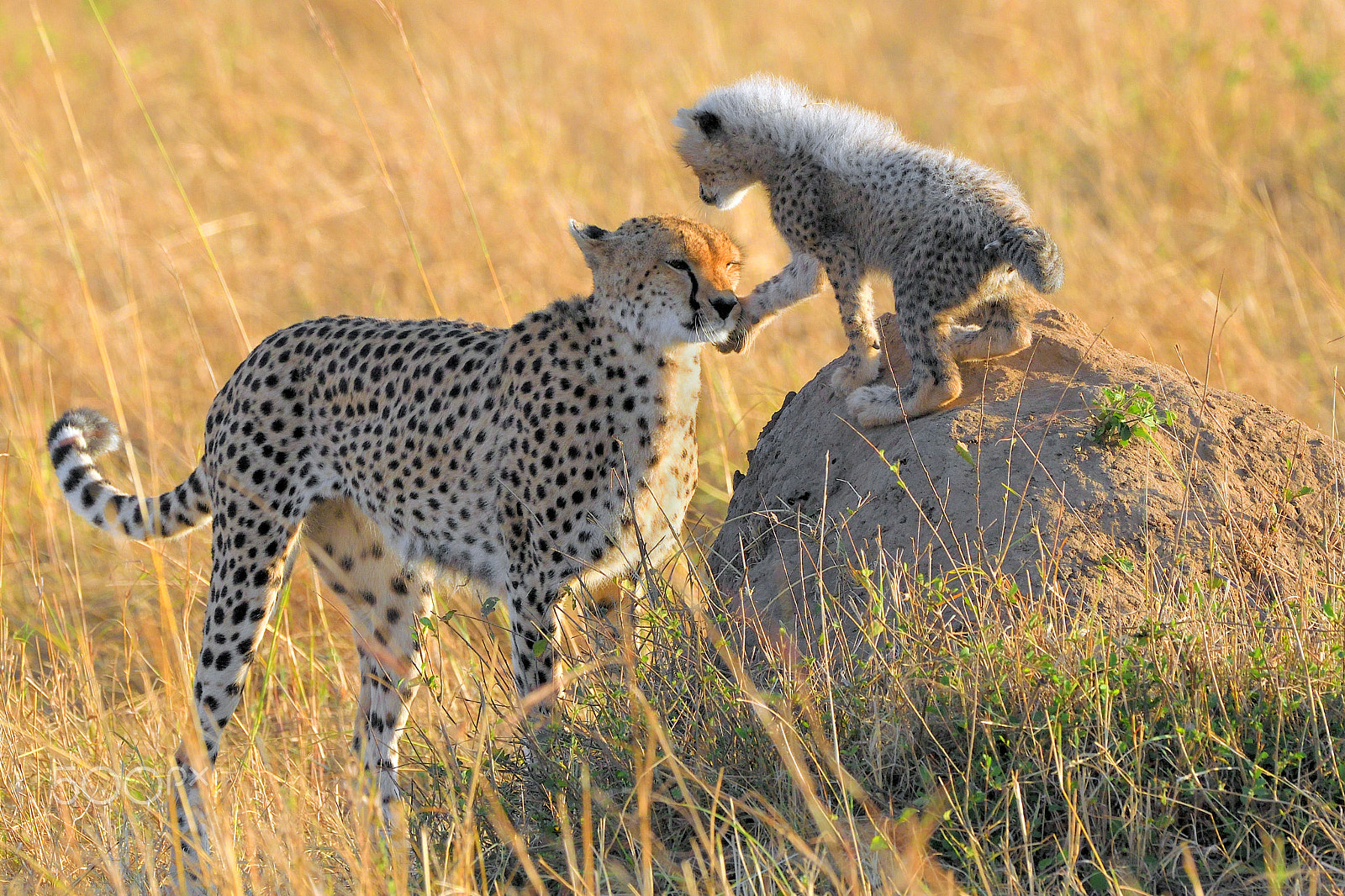 Nikon D500 + Nikon AF-S Nikkor 500mm F4G ED VR sample photo. Happy mother´s day! photography