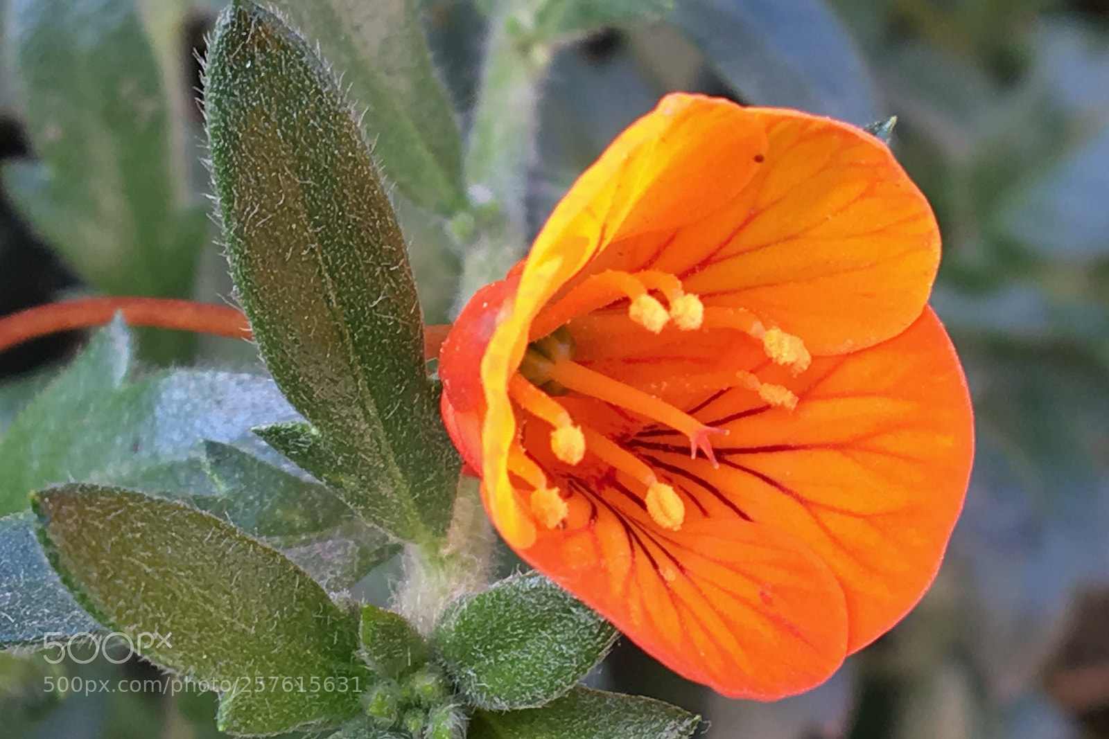 Apple iPhone 6s sample photo. Orange andean flower photography