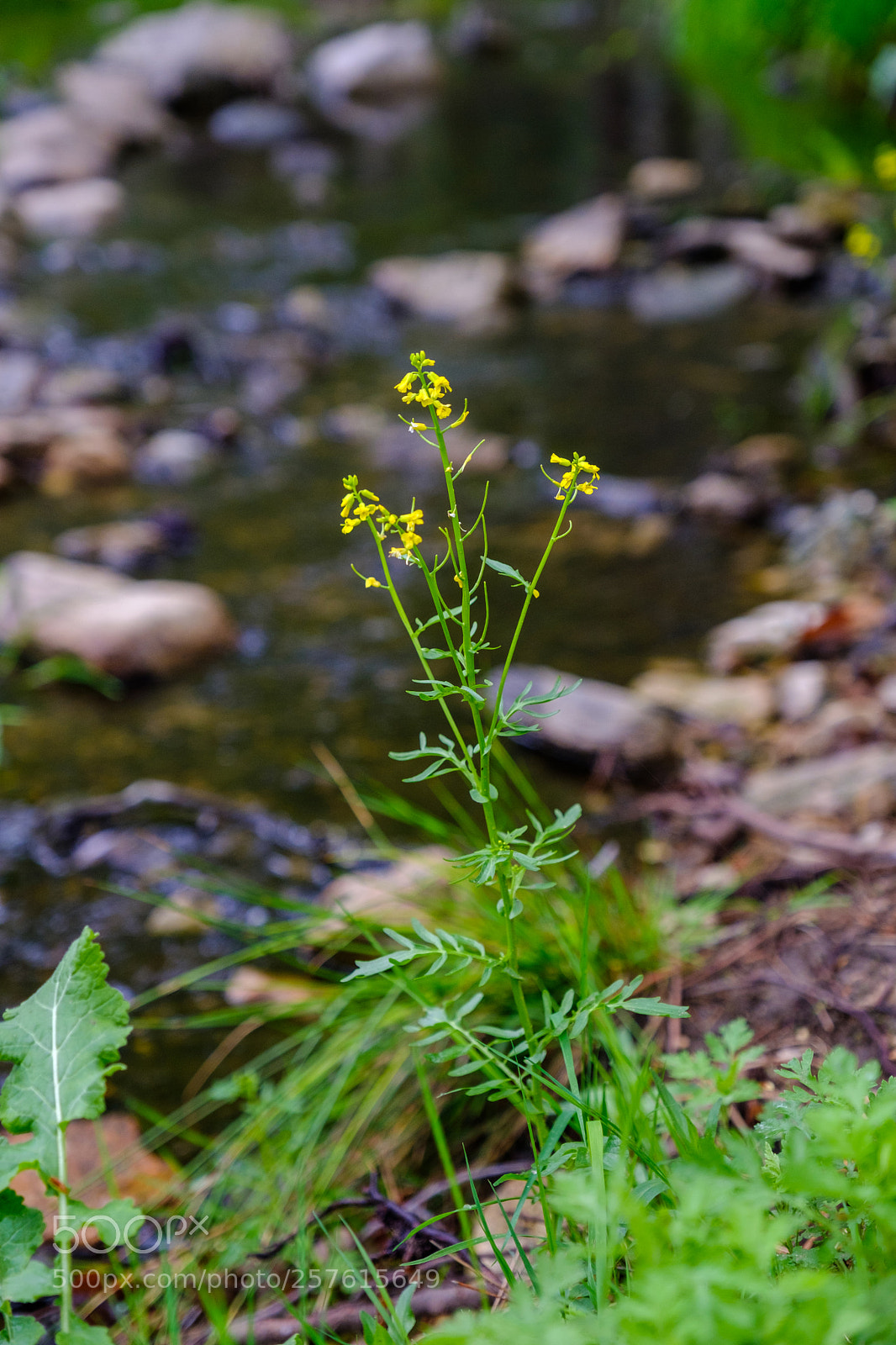 Fujifilm X-T2 sample photo. Seely creek 6917 photography