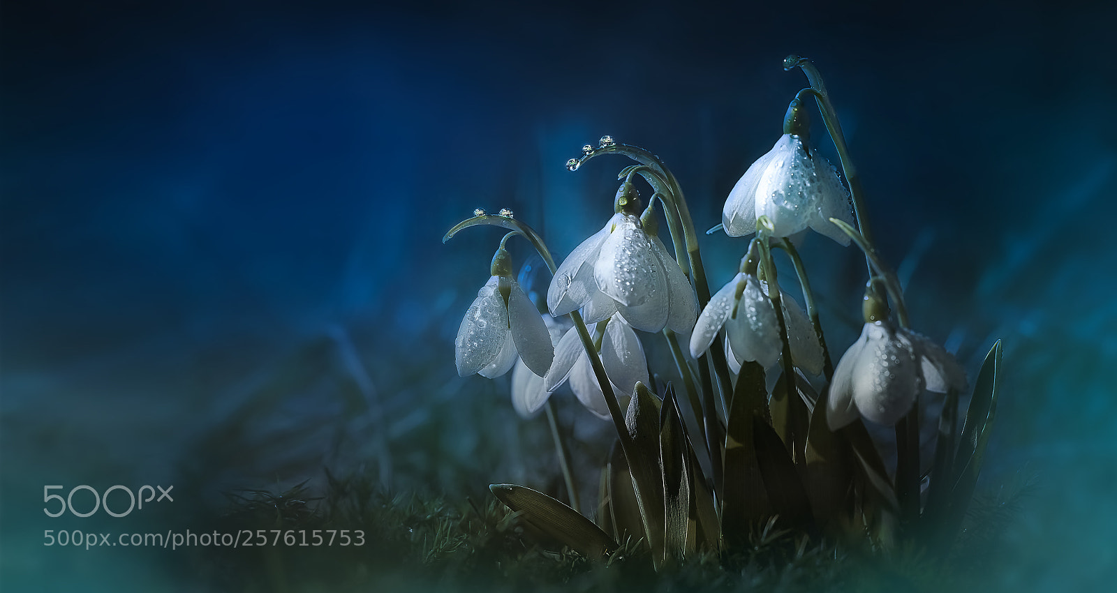 Nikon D800E sample photo. Spring mesenger in blue photography
