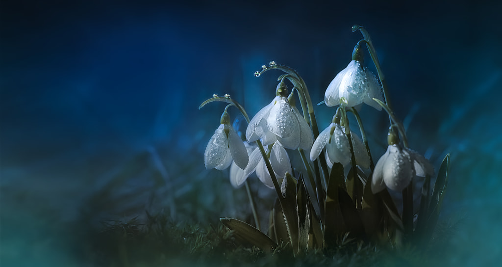 spring mesenger in blue by Sonja ❤️ Probst on 500px.com