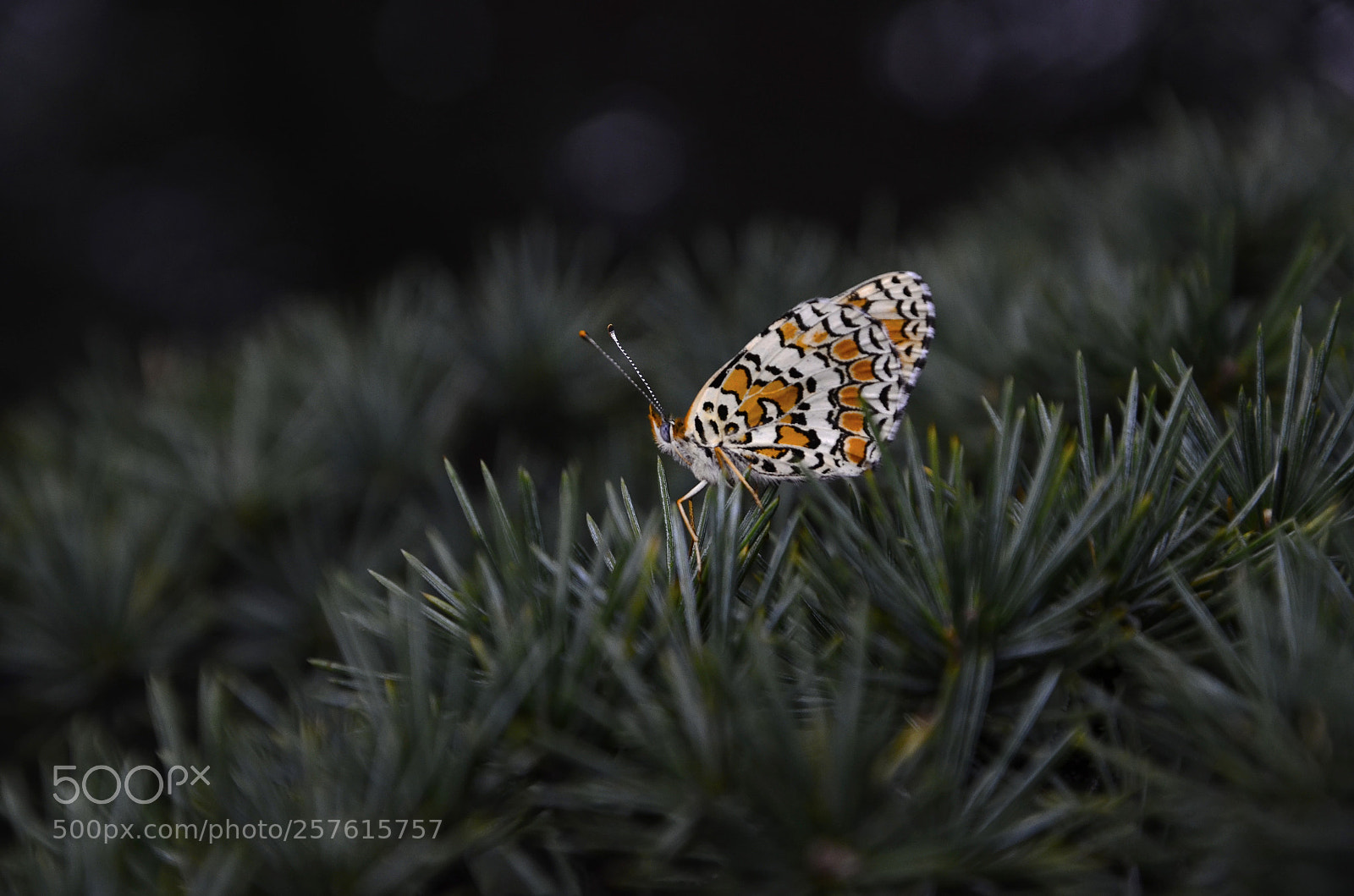 Nikon D7000 sample photo. Butterfly photography