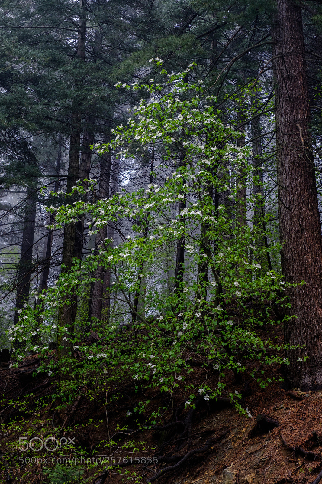 Fujifilm X-T2 sample photo. Dogwood blooms 6970 photography