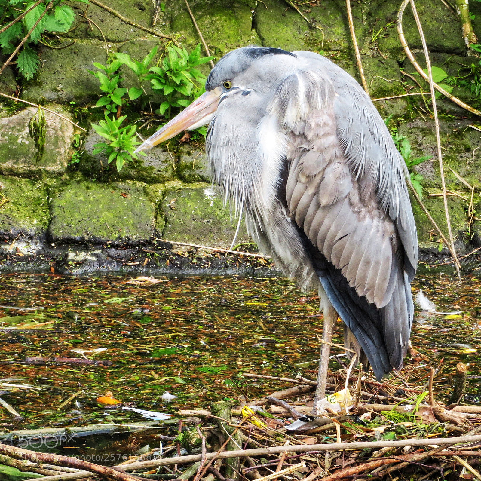 Canon PowerShot SX720 HS sample photo. Grouchy photography