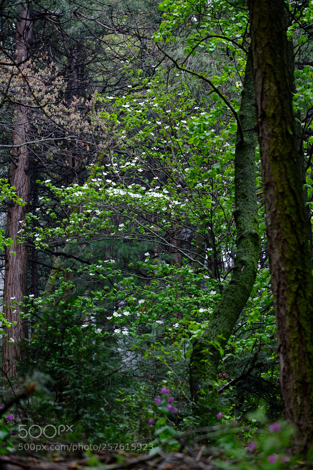 Fujifilm X-T2 sample photo. Dogwood blooms 6985 photography