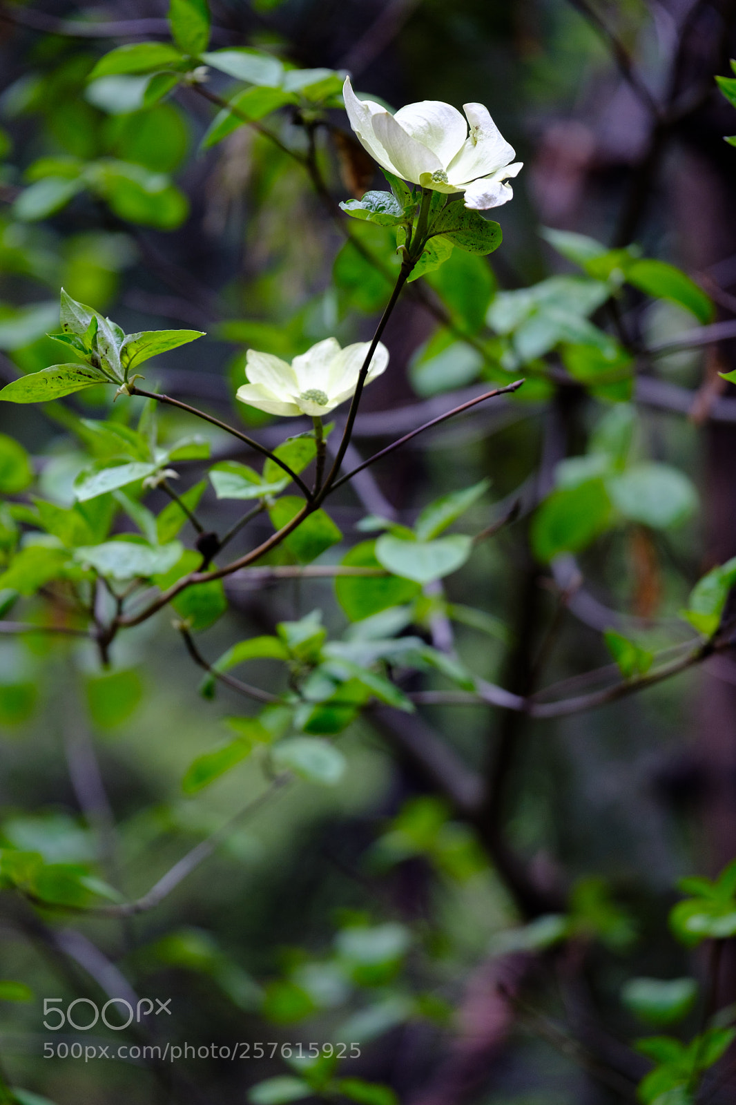 Fujifilm X-T2 sample photo. Dogwood blooms 6983 photography