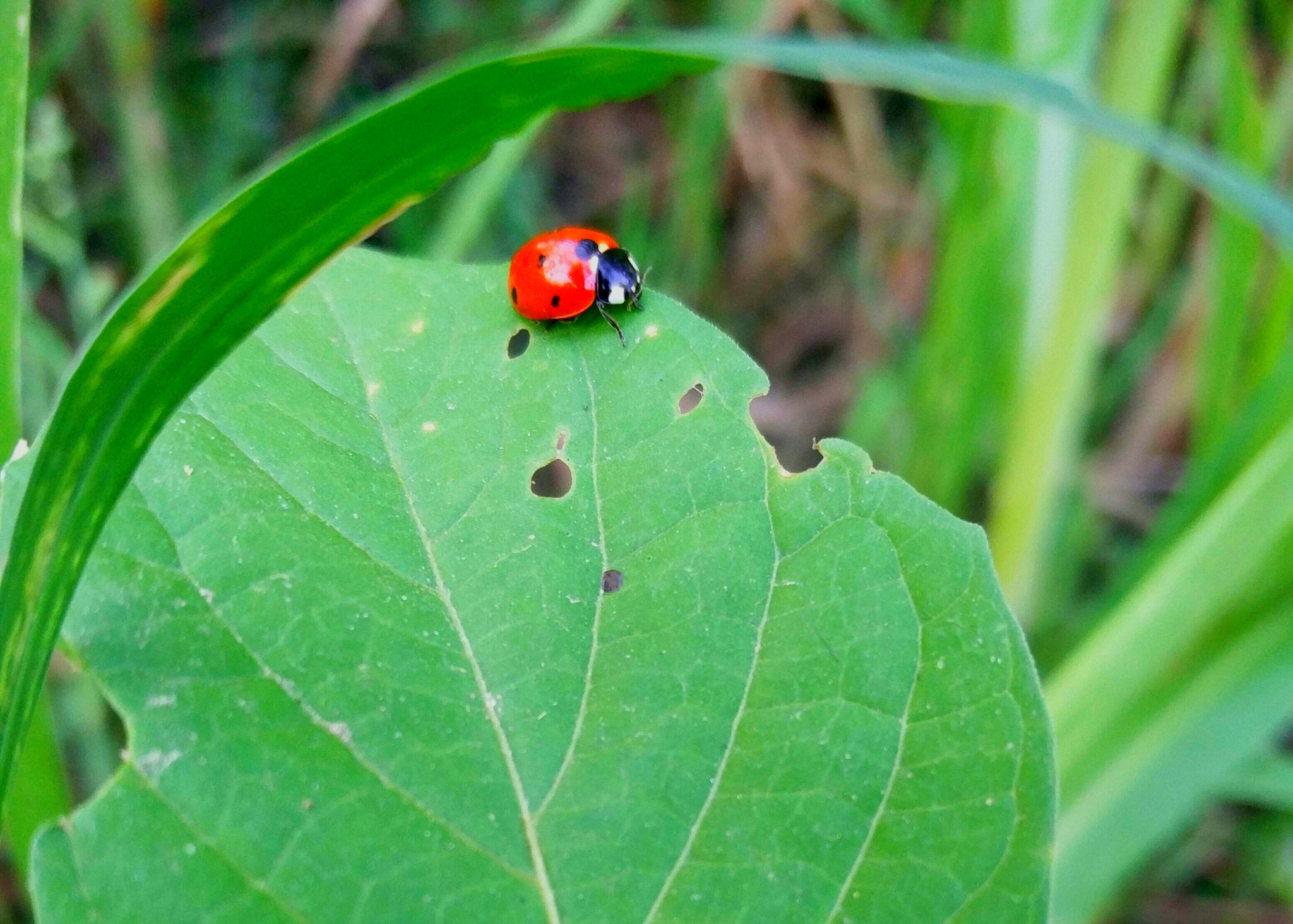 OnePlus 2 sample photo. Lady bug photography