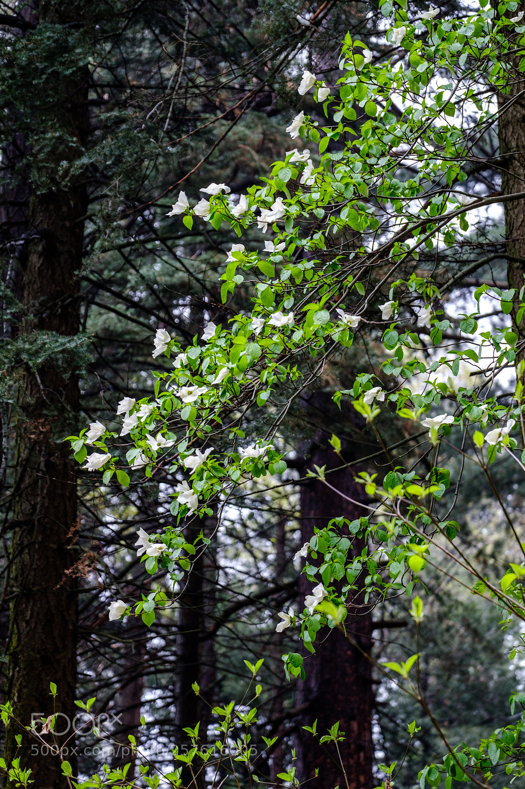 Fujifilm X-T2 sample photo. Dogwood blooms 6996 photography
