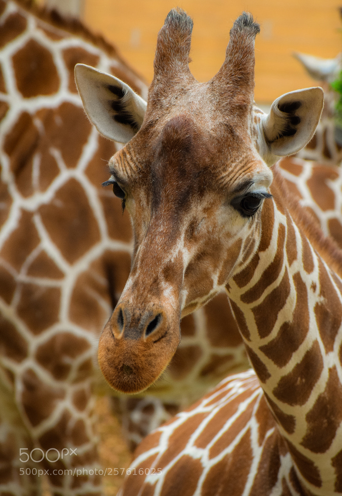 Nikon D3300 sample photo. Giraffe photography