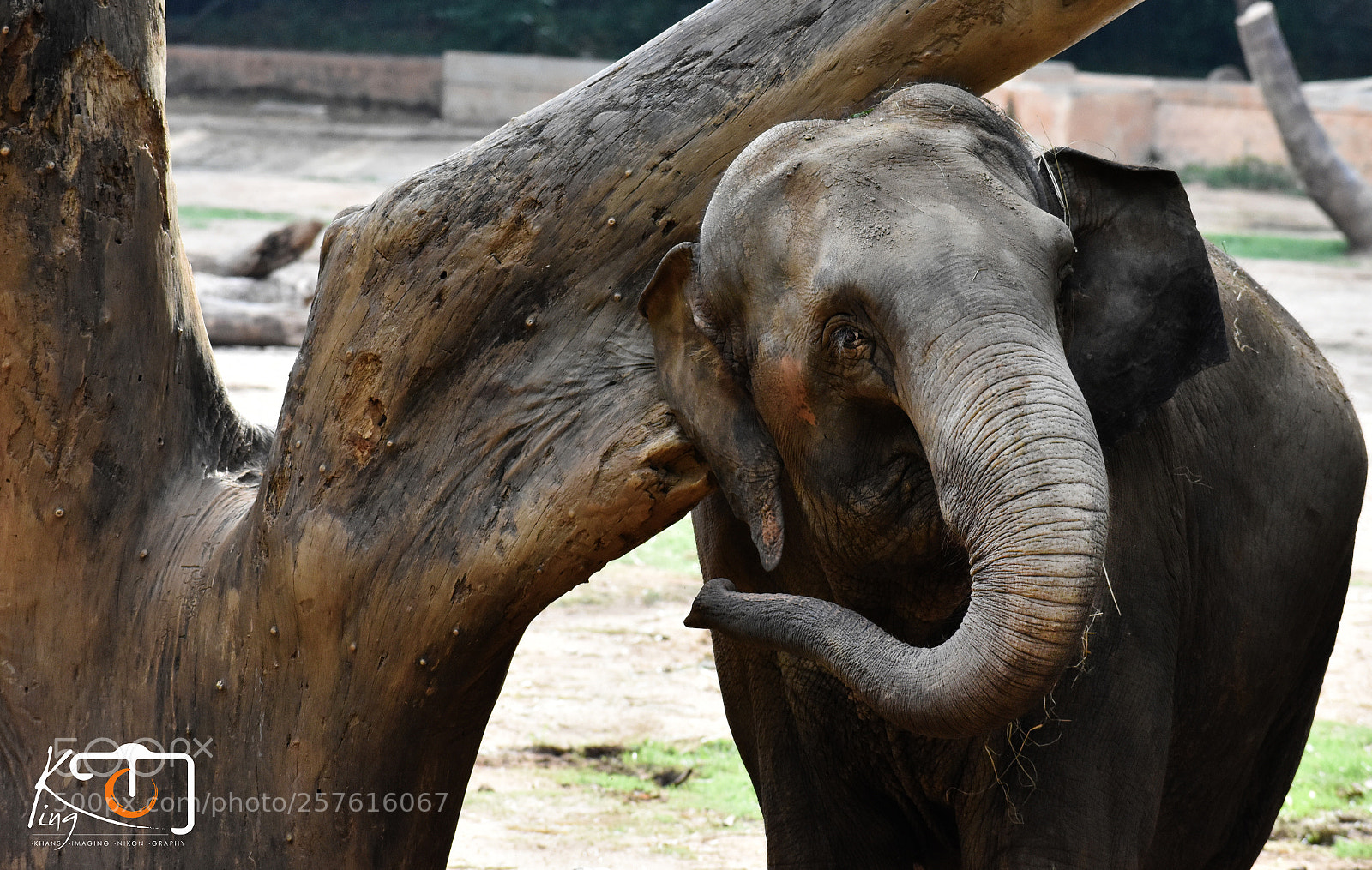 Nikon D3400 sample photo. Scratching photography