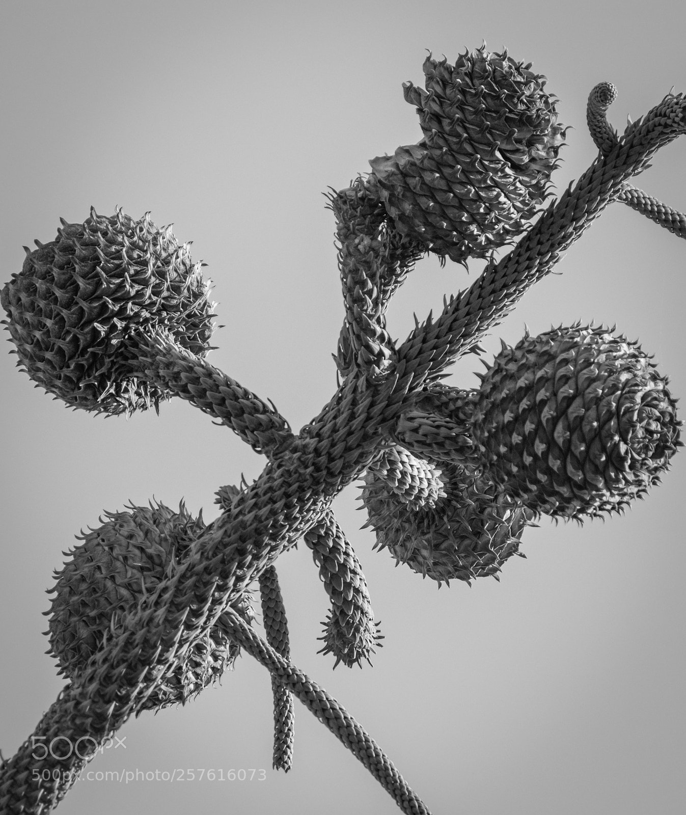 Nikon D5300 sample photo. Araucaria seeds photography