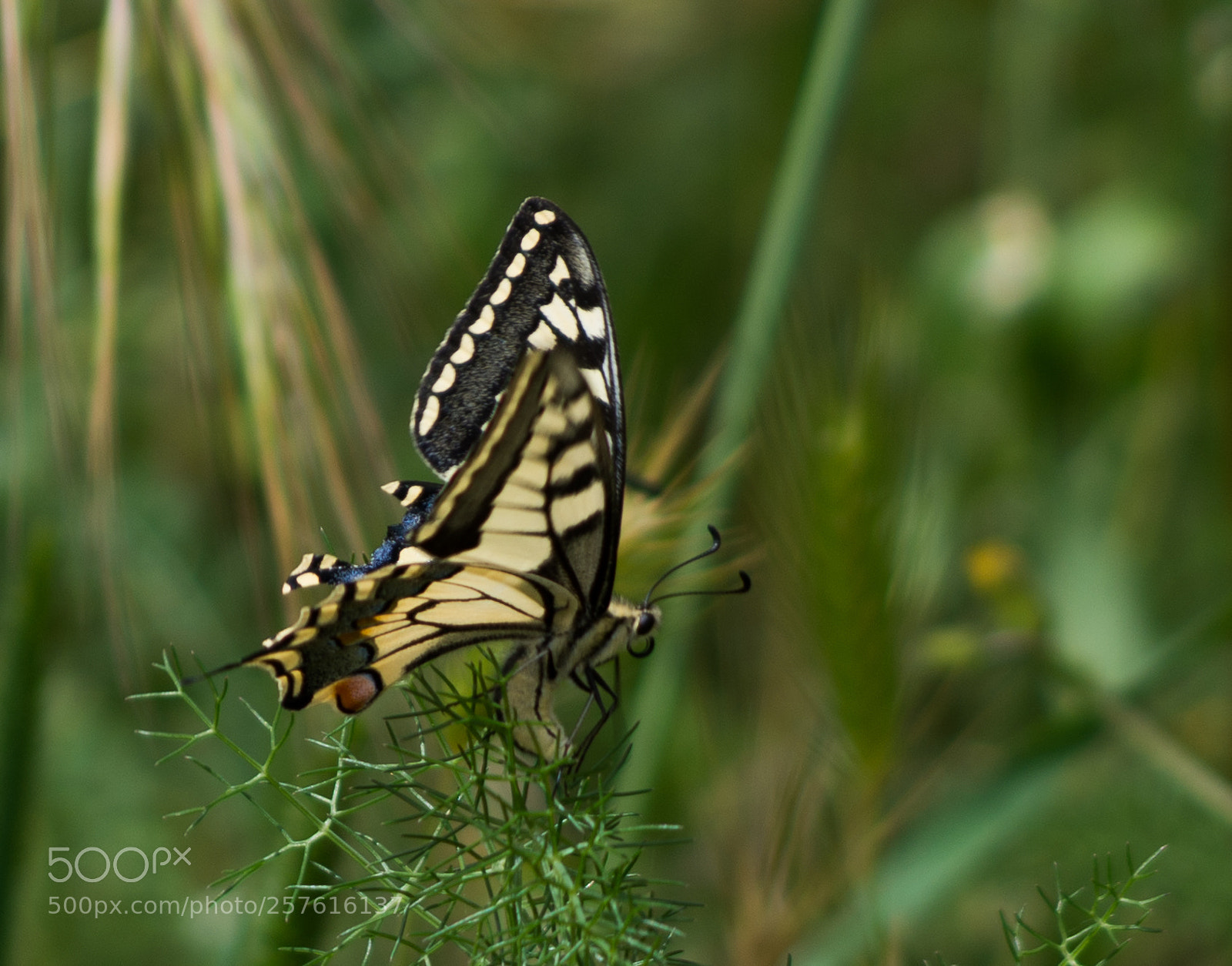 Pentax K-5 II sample photo. Un joli papillon photography