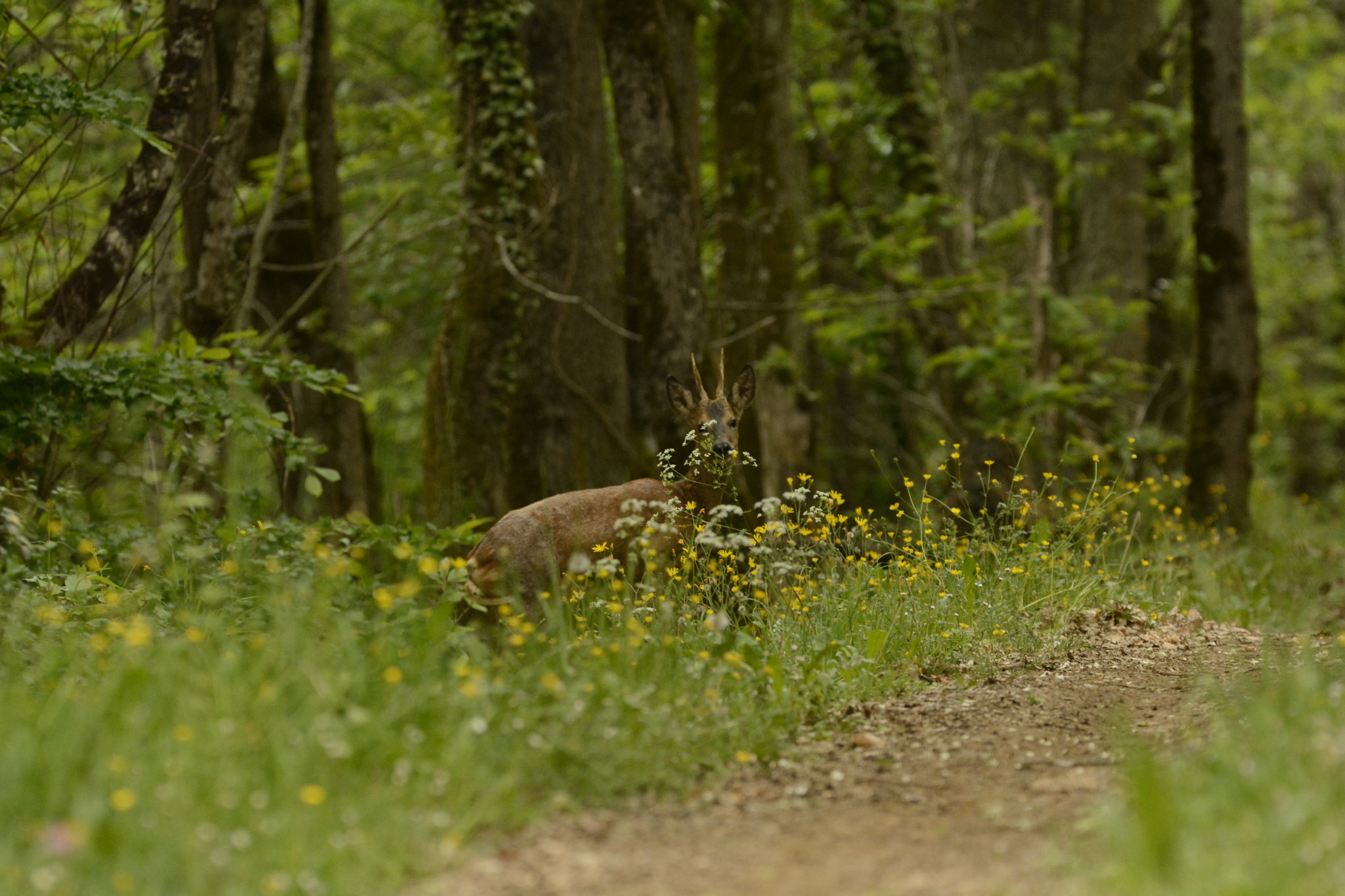 Nikon D7100 + Sigma 150-600mm F5-6.3 DG OS HSM | C sample photo. Capreolus capreolus / chevreuil / roe photography