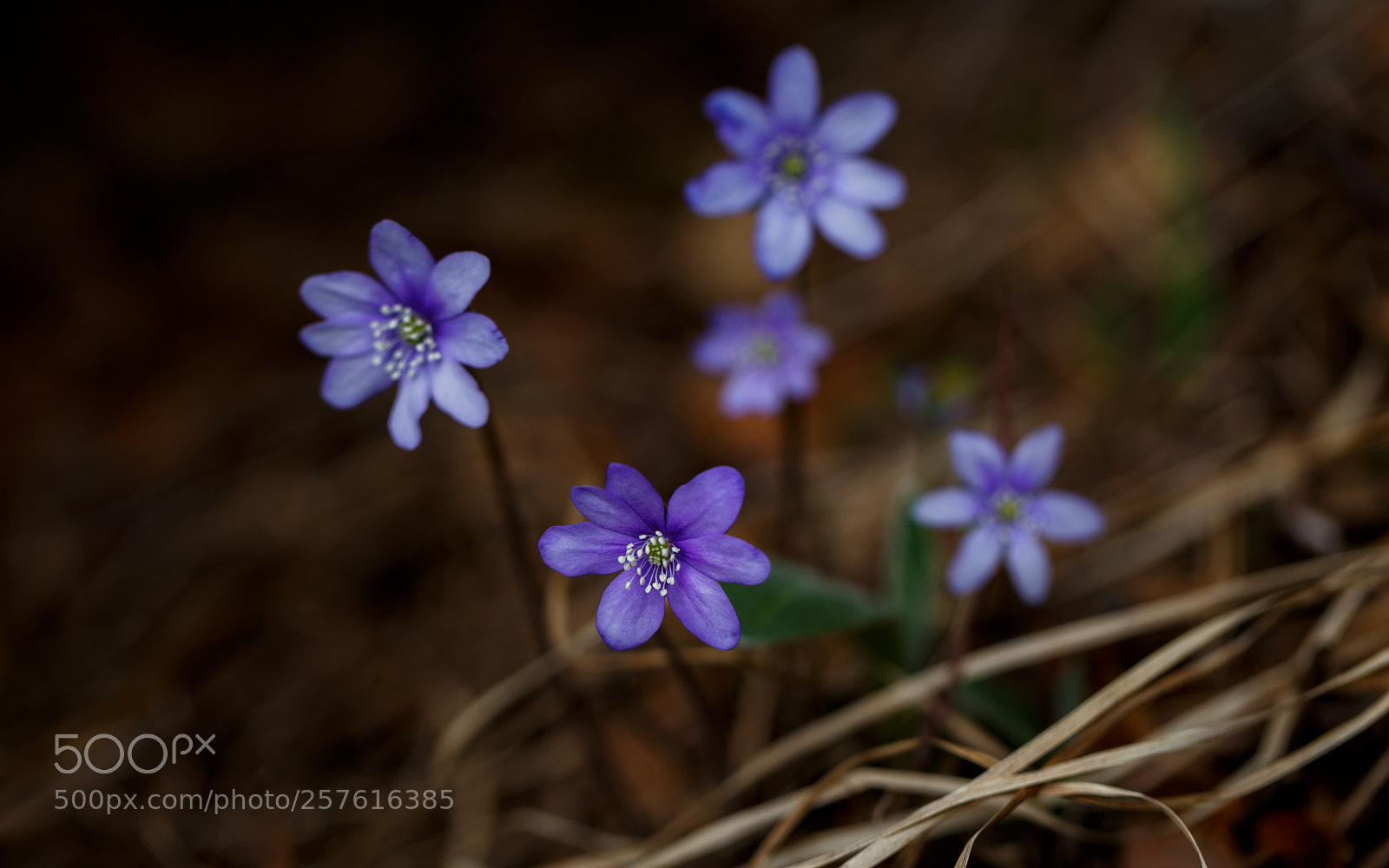 Canon EOS 6D sample photo. Sign of spring photography